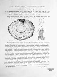 Polyporus squamosus image